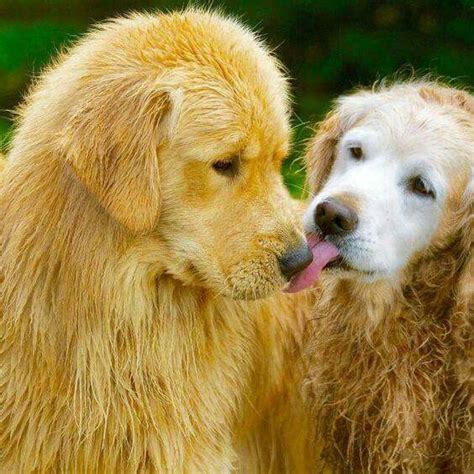 Golden Retrievers...puppy kisses | Dog life, Dog love, Golden retriever