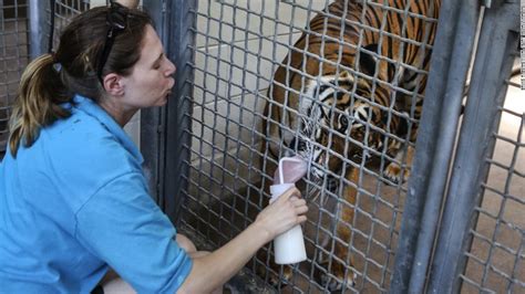 Florida keeper broke rules before tiger killed her, zoo says - CNN