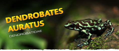 Dendrobates auratus - Frogs & Co