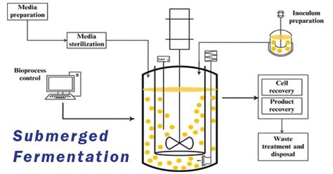 Submerged Fermentation