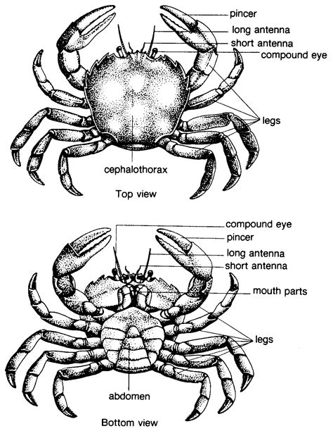 Anatomy of a Crab: A Detailed Exploration