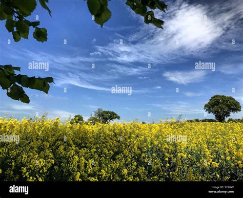 Chesham, Buckinghamshire countryside in the summer Stock Photo - Alamy