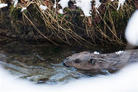 Wildlife in the Adirondacks - The Whiteface Lodge