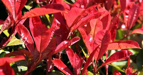 How to Plant and Grow Red Tip Photinia – Make House Cool