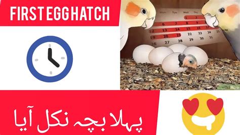 Cockatiel Egg Hatching Cockatiel breeding - YouTube