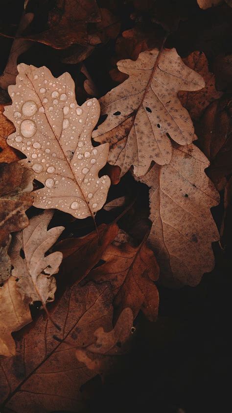 Aesthetic Fall Background in 2020. Flowers graphy , Autumn graphy, graphy, Dark Brown Leaves HD ...