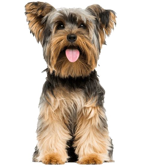 Yorkshire Terrier PNG Transparent Images