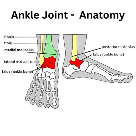 Ottawa Ankle Rules: Everything You Need to Know