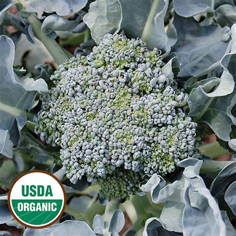 Calabrese Organic Broccoli - Seed Savers Exchange