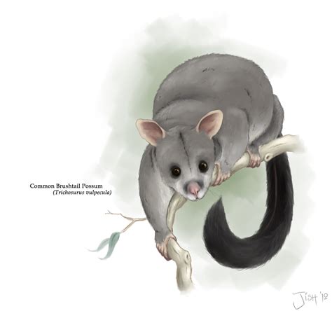 possum | Drawing cartoon characters, Possum, Character drawing