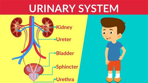 Urinary System| How your Urinary System Works | Urinary System - Parts & Function | Video for ...