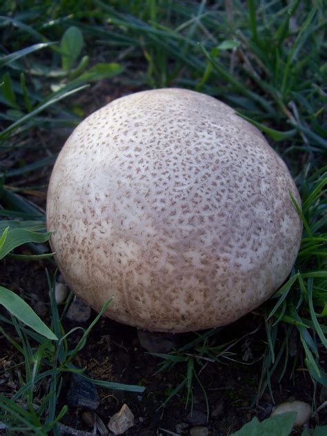 Edible Mushrooms In Oklahoma - All Mushroom Info