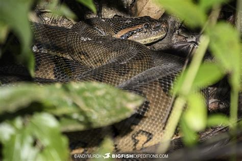 Anaconda diving | Big Fish Expeditions