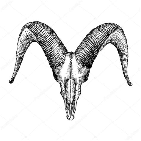 Goat skull sketch — Stock Photo © goldenshrimp #126328504