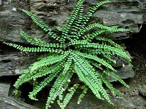 1003 Gardens: Asplenium trichomanes, Maidenhair Spleenwort: Mystery Fern Appears on Limestone ...