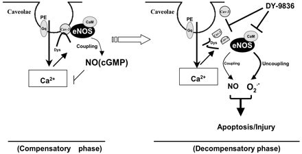 Phenylephrine-Induced Cardiomyocyte Injury Is Triggered by Superoxide ...