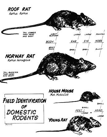 How to tell difference between Rats & Mice | Rat vs Mouse Pictures, Size, Poop, Behavior ...