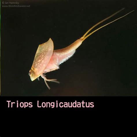 Triops Life Cycle