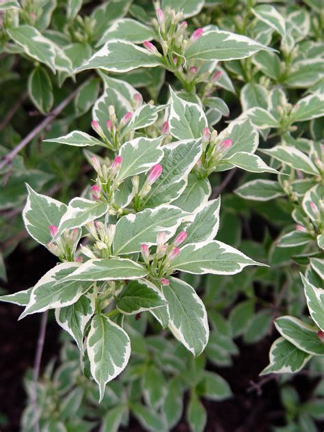 Dappled Shade Shrub - Variegated weigela | Landscaping | Pinterest