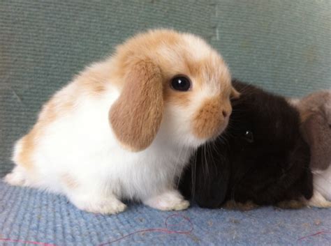 Rabbits for sale in Singapore!: (Sold) 4Weeks Popular colour Broken Orange Predigree Holland Lop ...