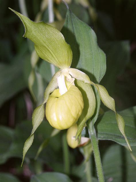 Cypripedium calceolus - Orchids Wiki