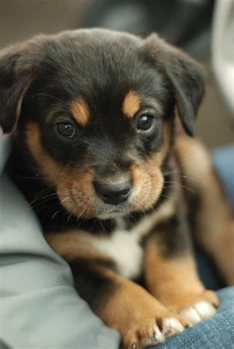 Cute puppy sitting on couch.. #rottweilerpuppies | Puppies, Pets, Baby ...