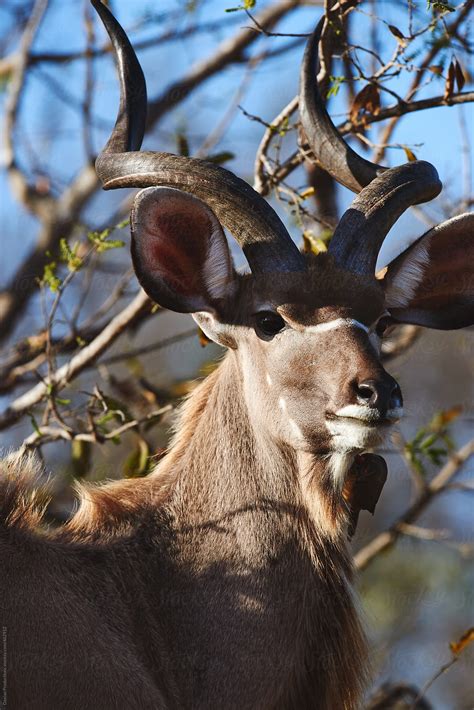 "Male Kudu Antelope" by Stocksy Contributor "Daxiao Productions" - Stocksy