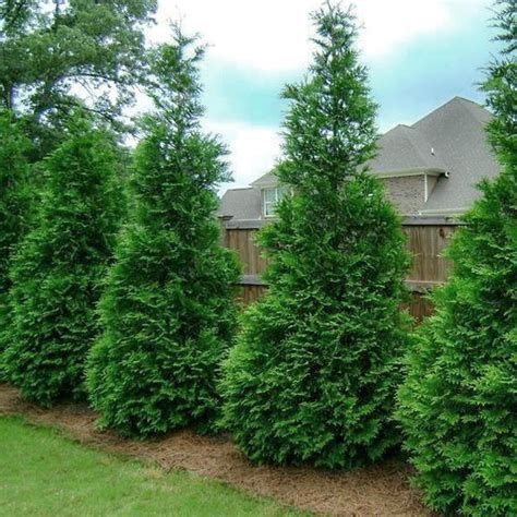 Fast Growing Evergreen Trees — PlantingTree