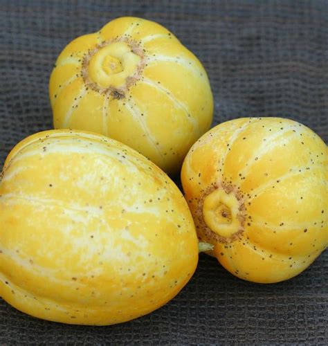 Lemon Cucumber Seeds – West Coast Seeds