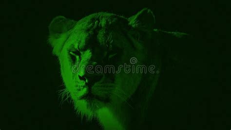 Nightvision Lioness Looks Up with Glowing Eyes Stock Video - Video of ...