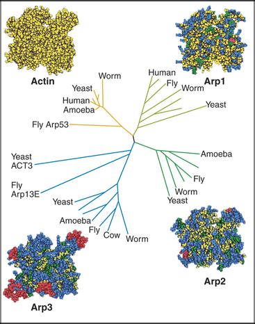 Actin and Actin-Binding Proteins | Basicmedical Key