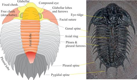 Trilobite morphology for sedimentologists - Geological Digressions