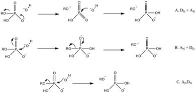 Modeling catalytic promiscuity in the alkaline phosphatase superfamily - Physical Chemistry ...