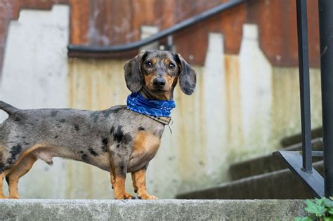 Merle Dachshund | A Unique and Beautiful Breed