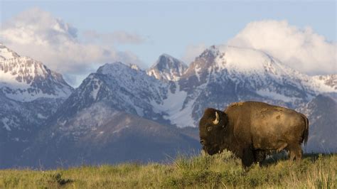 American Bison Wallpapers - Top Free American Bison Backgrounds ...