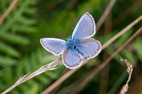 Silver-Studded Blue Butterfly (Plebejus argus) | Urban Butterfly Garden