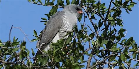 Fun Gabar Goshawk Facts For Kids | Kidadl