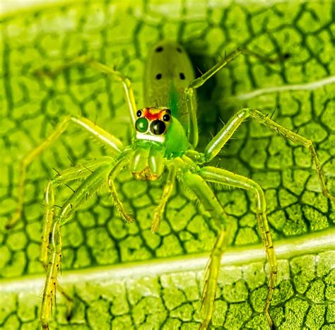 29 COMMON Spiders Found in South America! (2023) - Bird Watching HQ