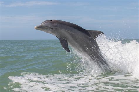 fun fact about river dolphin diet Bottlenose dolphin characteristics