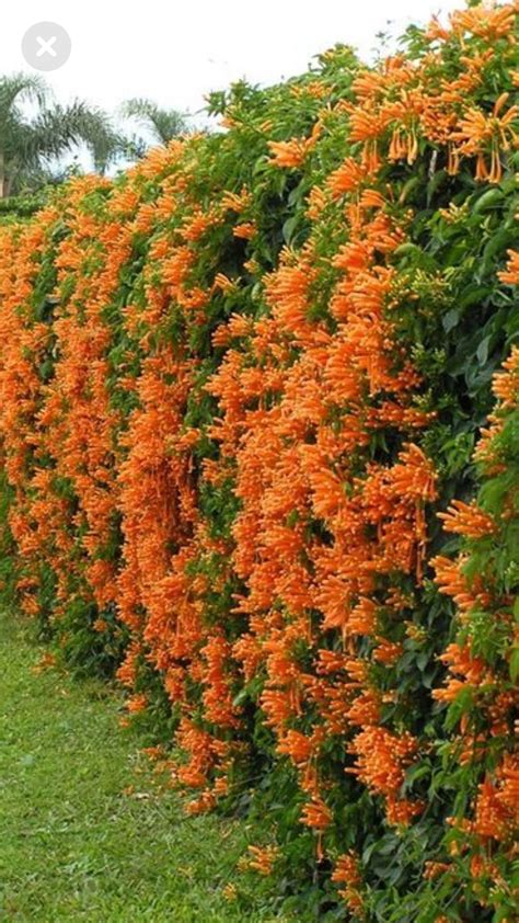 Pin by SLAVKA NEDELJAKOVA on Záhrady in 2023 | Creepers plants, Outdoor flowering plants ...