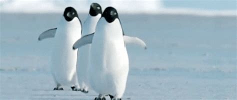 Adorable Penguin Gifs (25 gifs) - Izismile.com