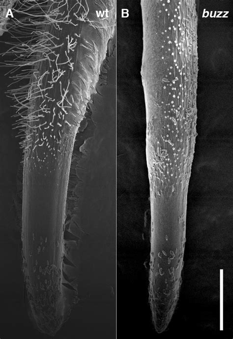 Gene required for root hair growth, nitrate foraging found in grasses ...