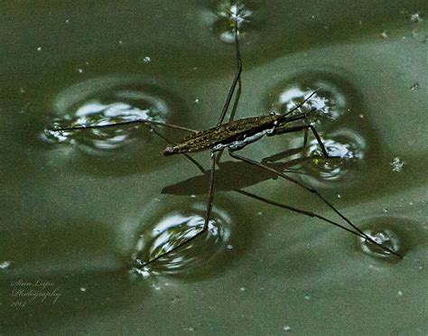 Springfield Plateau: Water Striders