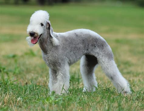 27 Exotic Dog Breeds We All Need In Our Life Right Now