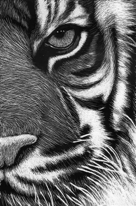 scratchboard tigre by Roman-Novikov on DeviantArt | Scratchboard art ...