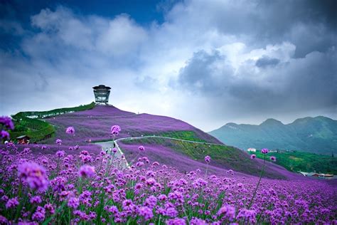 Purple Field Flowers China Wallpapers - Wallpaper Cave