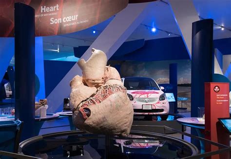 The Painstaking Process of Preserving a 400-Pound Blue Whale Heart | Smithsonian