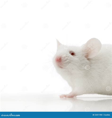 White Mouse stock photo. Image of mouse, paws, rodent - 2331198