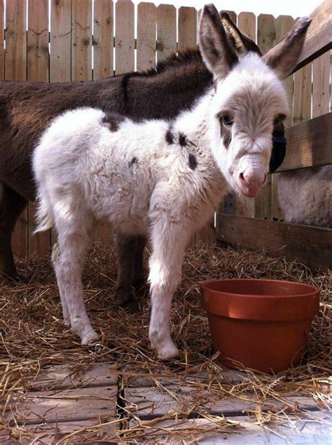 20 Adorable Photos of Baby Donkey - Design Swan