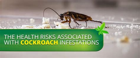 The Health Risks Associated with Cockroach Infestations - Rest Easy Heat